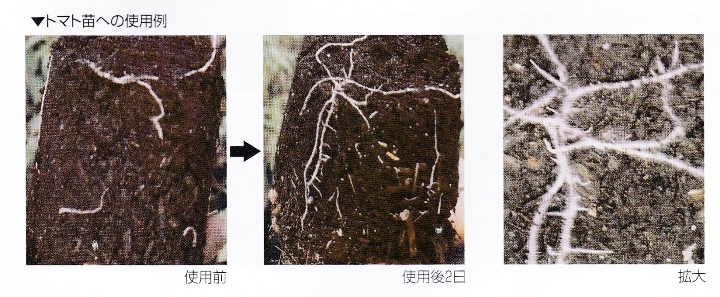根の増強液「根っ酵素」(1Ｌ)｜根に活力をつけ生育を旺盛にする